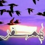 اهنگ ما دو تا پرنده عشقو دوتا همسفریم