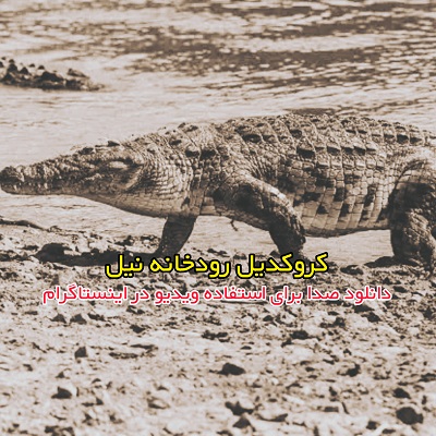 صدای اکبر منافی کروکودیل رودخانه نیل